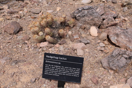 IMG 0487