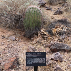 Picacho Peak State Park, March 2025