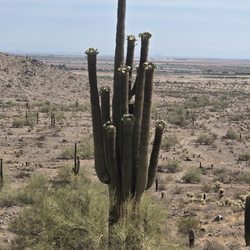 Spine Trail Loop - Casa Grande Mountain Park, Arizona
